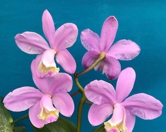 Cattleya loddigessii Pink White Orchid Species Tall Plants 2” Starter Plant