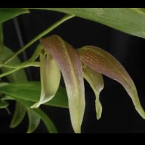Better-gro Premium Grade-organic-sphagnum Long Fibered Orchid Moss