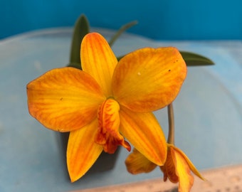 Cattleya Pole Star ‘Mirtha Isabel’ X ‘Sebastian Ferrell’ Yellow Orange NBS 2” Pot