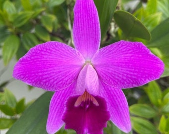 Cattleya pumila X Sophronitis coccinea Orchid Purple Red Orange NBS 2” Pot