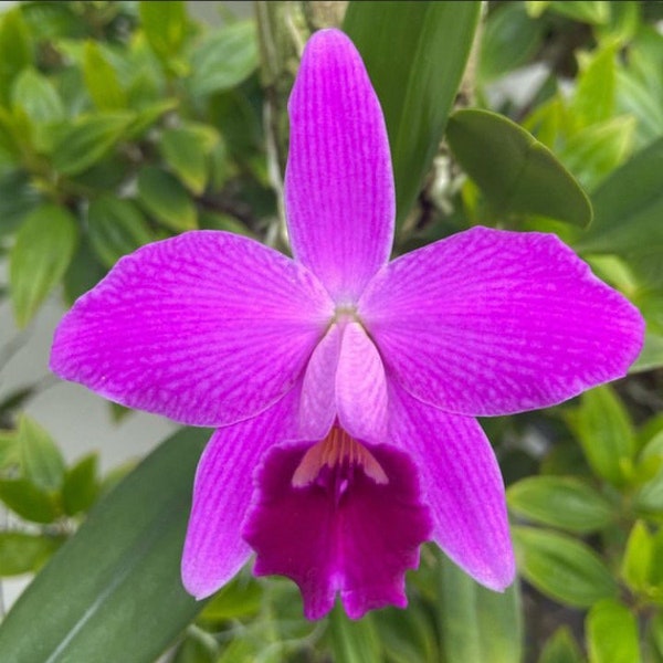 Cattleya pumila X Sophronitis coccinea Orchid Purple Red Orange NBS 2” Pot