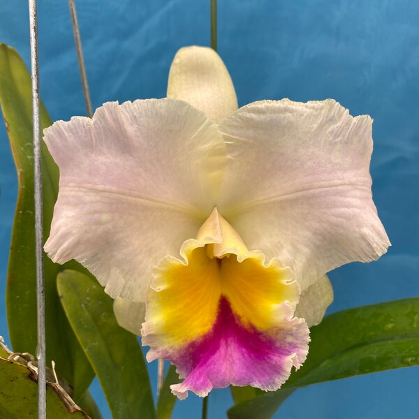 Cattleya (Sierra Blanca x Ruth Gee) x Rth Gold Child 5.5” pot SH105