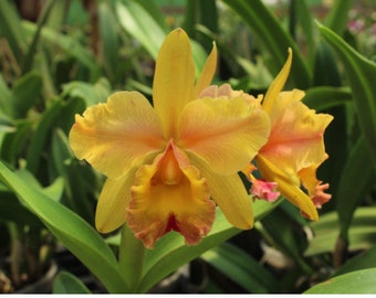 Rlc (Waikiki Splendor x George King) x Walden’s Glen Orchid Seeding Many Blooms 2” Pot