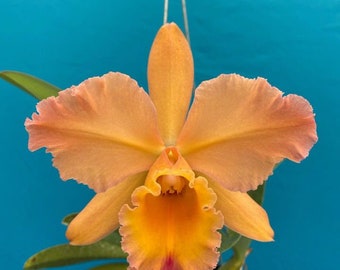 Rlc Pamela Ann Oliveros ‘Orchid Eros’ X C. alaorii NBS Orchid Hybrid 4” Pot