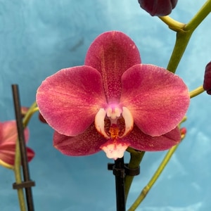 Phalaenopsis Hybrid Orchid Raspberry Cranberry Red Bloom Size 4” Pot No Blooms