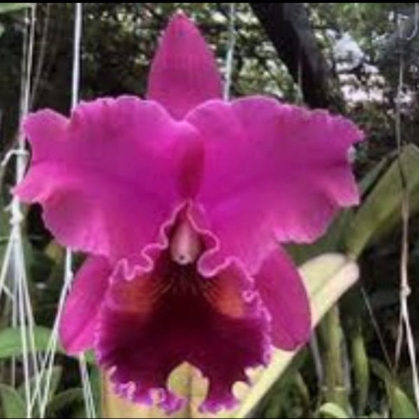 Cattleya (Normans Bay Lucille X Edisto Barney) Fragrant Red Purple Orchid 4” Fresh Repot