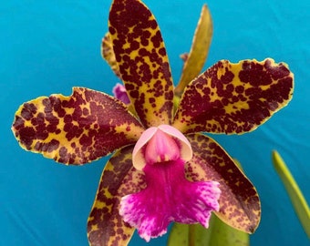 Cattleya Akimi Hanada ‘Brazil 2012’ x Cantigalo ‘Floralia’s Spots’ Orchid Hybrid 1.5” POT