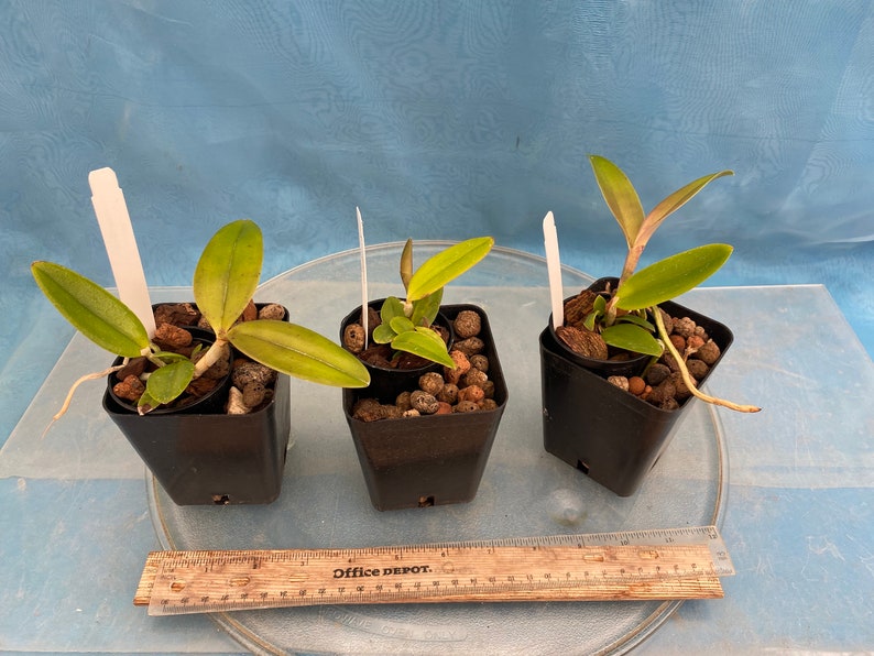 Cattleya x greyae C. schofieldiana x C. velutina White Purple Green Fragrant Orchid 4 Pot fresh repot image 6