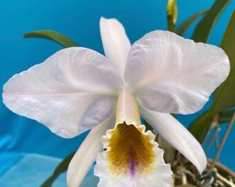 Cattleya David Sander (jenmanii coerulea X percivaliana coerulea) Orchid 4” Pot