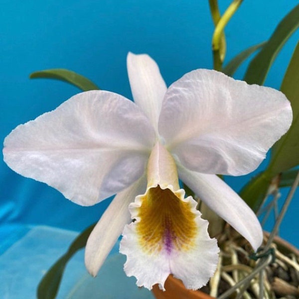 Cattleya David Sander (jenmanii coerulea X percivaliana coerulea) Orchid 4” Pot