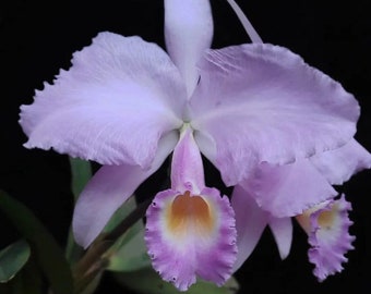 Cattleya trianae concolor ‘Mai’ X Self Fragrant Pale Pink Orchid Species 2” Pot