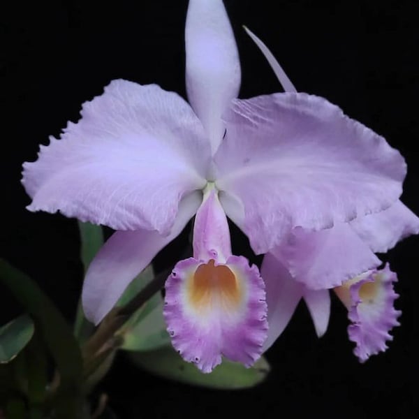 Cattleya trianae concolor ‘Mai’ X Self Fragrant Pale Pink Orchid Species 2” Pot