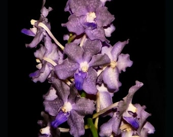 Vanda Faye + Max X tessellata Orchid Hybrid Purple Blue Not Bloom Size 3.5” basket