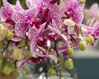 Phalaenopsis Hybrid Orchid Raspberry purple white Bloom Size 4” Pot No Blooms