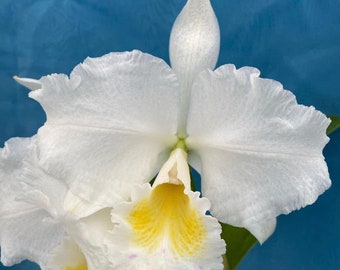 Cattleya M. L. McKenzie x Rlc Meditation ‘King’s Ransom’ Orchid 2” Pot White Starter Plant Starter Plant