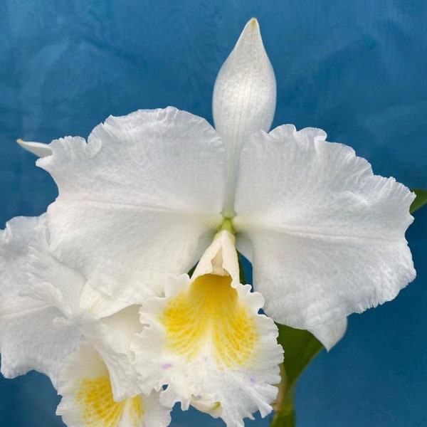 Cattleya M. L. McKenzie x Rlc Meditation ‘King’s Ransom’ Orchid 2” Pot White Starter Plant Starter Plant