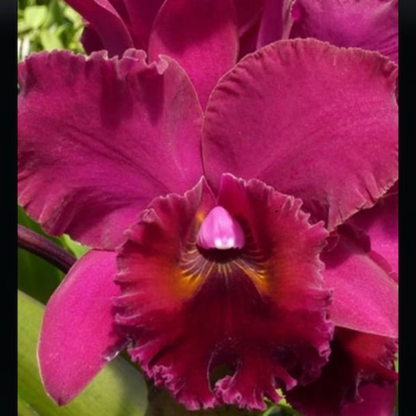 Cattleya Rlc James Clarkson X Lucinda Seale Fragrant Red Cerise 2” Pot Orchid