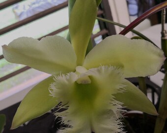 Cattleya Rlc Wilderness Magic X Rl Aristocrat Green White Fragrant 2” Pot