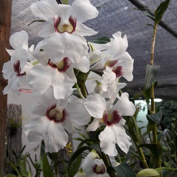 Dendrobium sanderae X Self White Purple 1.5” Pot Orchid Species Starter Plant