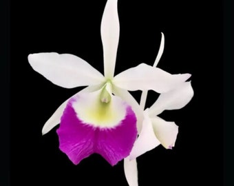 Cattleya Lc Aiea Lorraine ‘Paradise’ 2.5” White Purple Mericlone Orchid