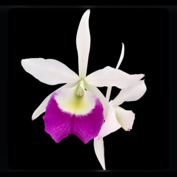 Cattleya Lc Aiea Lorraine ‘Paradise’ 2.5” White Purple Mericlone Orchid