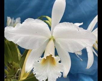 Cattleya jenmanii alba ‘Guyana Snow’ x self Orchid Species 1.5” Pot white Fragrant