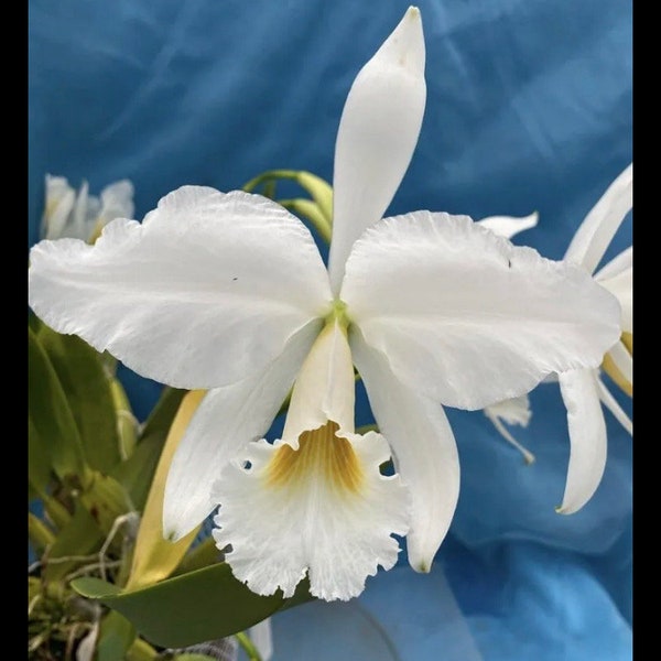 Cattleya jenmanii alba ‘Guyana Snow’ x self Orchid Species 1.5” Pot white Fragrant