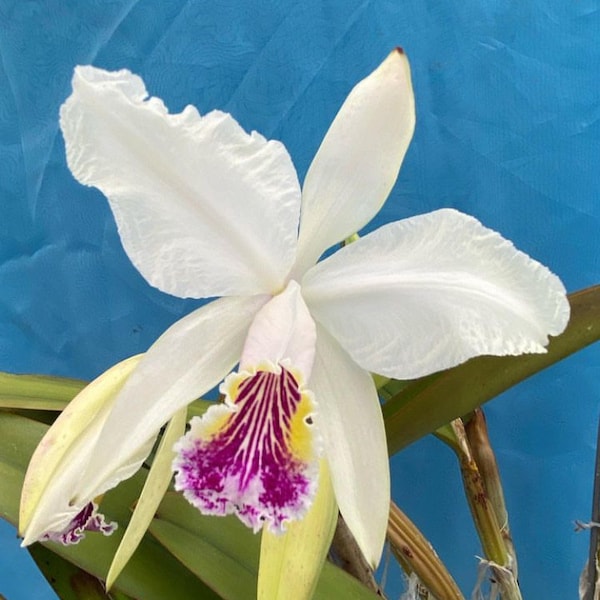 Cattleya lueddemanniana S/A ‘Margaret’ am/aos X sib Fragrant Orchid 4” RePot