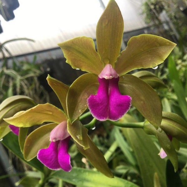Cattleya bicolor Orchid Eros X ‘Sebastian’ AM/AOS 2” Pot Fragrant Orchid Species