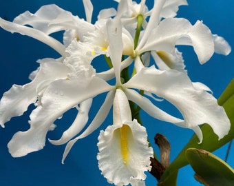 Cattleya maxima alba X violacea Alba Orchid 2” Pot Green White Starter Plant