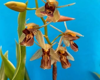Coelogyne filipeda Gold Amber Orchid Species New Growth Bloom Size 4” Fresh Repot