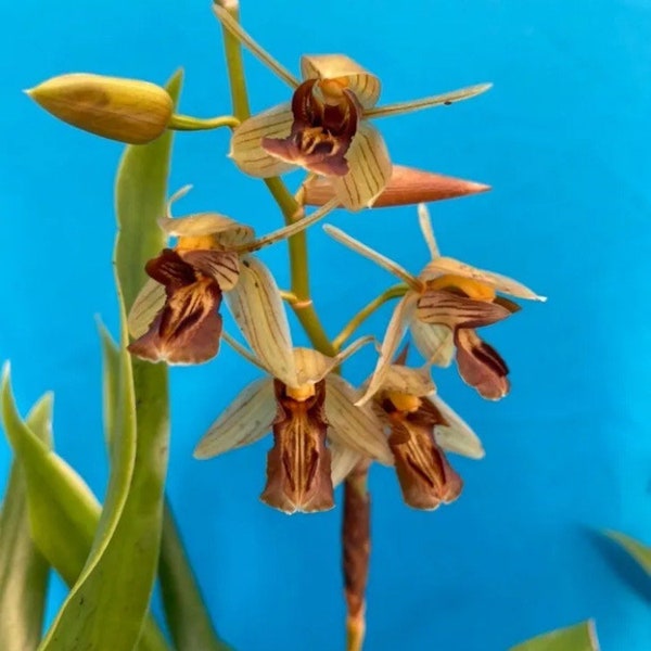 Coelogyne filipeda Gold Amber Orchid Species New Growth Bloom Size 4” Fresh Repot