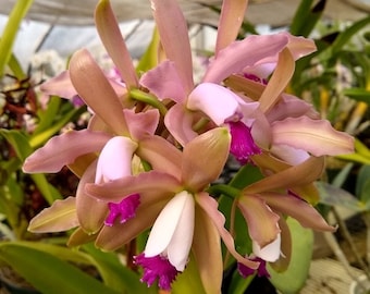 Cattleya Odette’s Flare ‘Spots’ X Rlc Maui Freckles ‘Spots’ Orchid Hybrid 1.5” pot