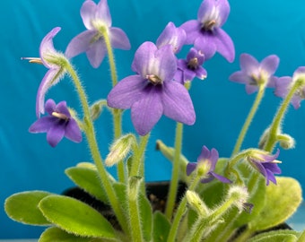 Petrocosmea longianthera lavender flowers 4” Pot easy care windowsill grower House Plant