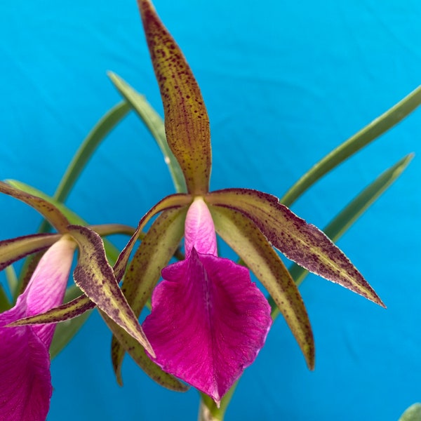 Cattleya tigrina (leopoldii) X Brassavola nodosa Fragrant 4” Orchid Hybrid
