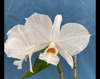 Dendrobium infundibulum White Orange 4” Pot Orchid Species Bloom Size Divisions