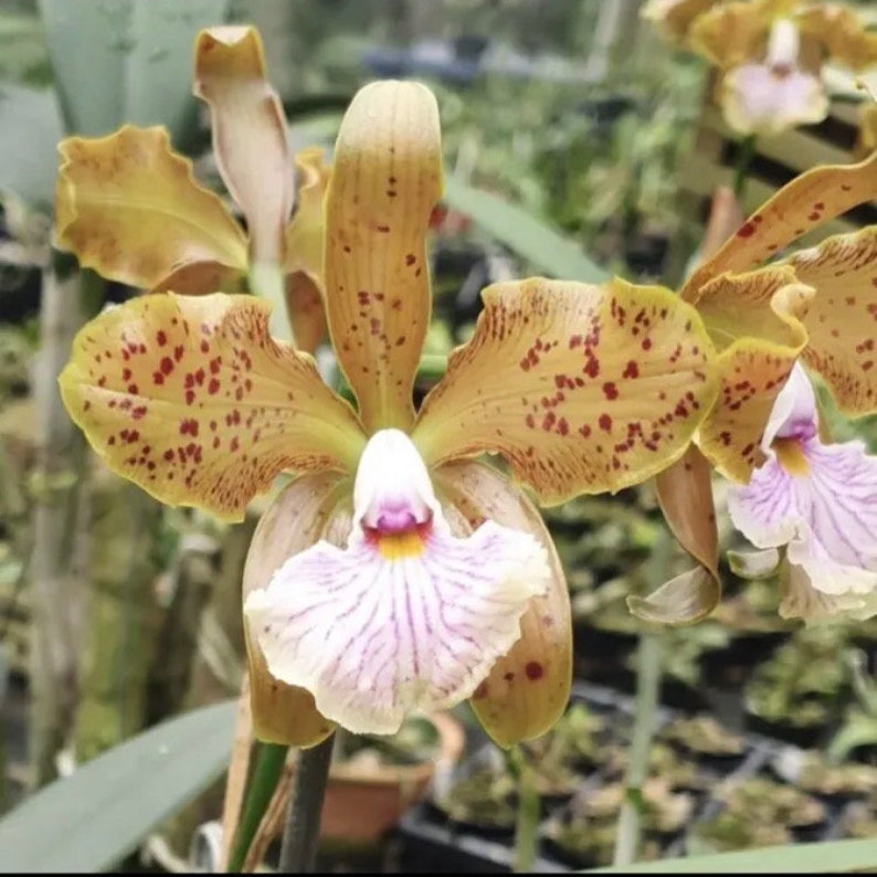 Cattleya x greyae C. schofieldiana x C. velutina White Purple Green Fragrant Orchid 4 Pot fresh repot image 3