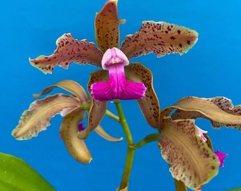 Cattleya bicolor measuresiana 4” Starter Plant Fresh Repot Purple Pink Fragrant Orchid Species