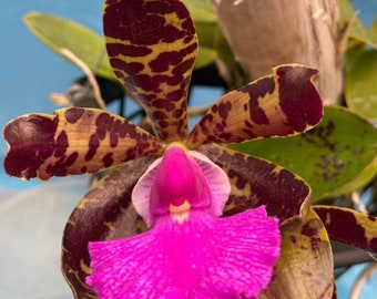 Cattleya Mareeba Tiger X aclandiae Purple Green Pink Fragrant 4” Start Plant