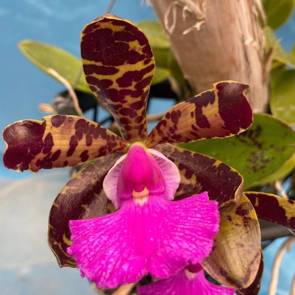 Cattleya Mareeba Tiger X aclandiae Purple Green Pink Fragrant 4” Start Plant