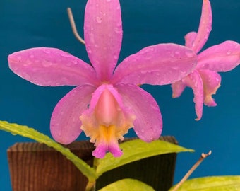 Eplc. Jackie Bright 'Hilo Stars' (Lc. Gold Digger x Epi. randii) : r/orchids