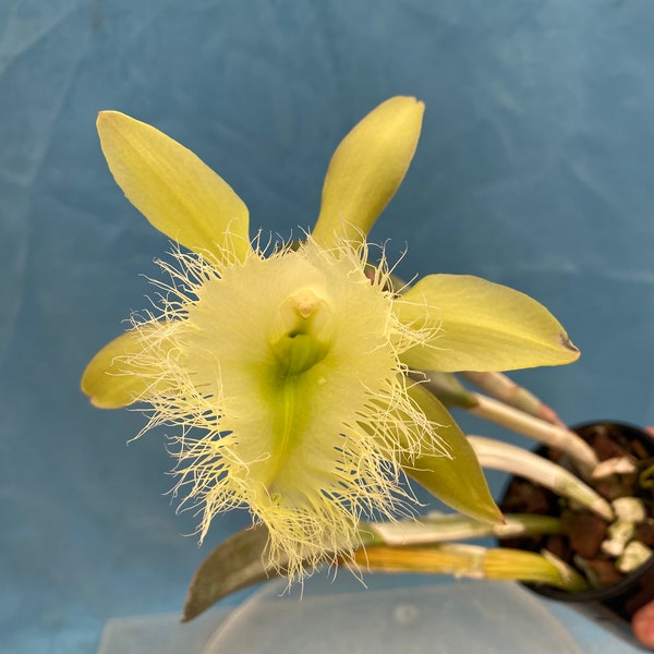 Brassavola tuberculata Peloric X Rl digbayana fimbrapetala 4” Pot Bloom Size
