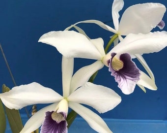 Cattleya purpurata werkhauseri striata x werkhauseri striata 4” Pot White Blue Fragrant Orchid Species