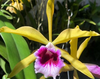 Laelia tenebrosa aurea X aurea Yellow White Purple Orchid Species 1.5” Pot