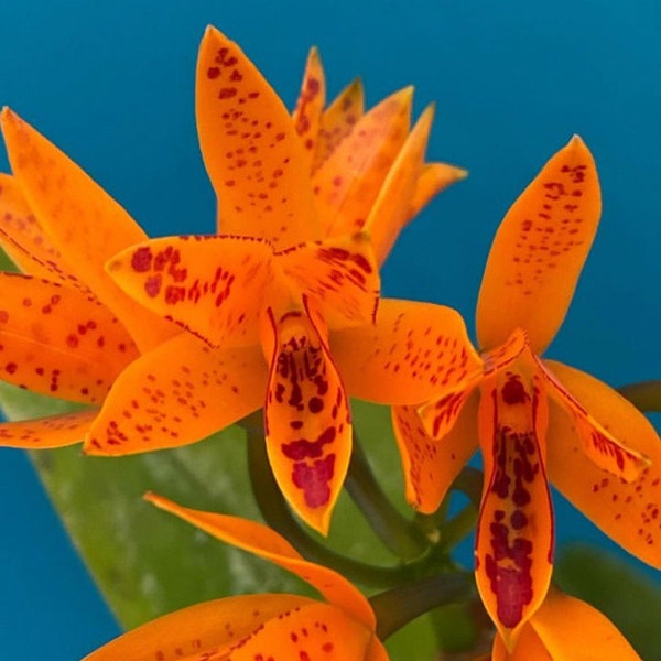 Cattleya Guarianthe aurantiaca ’Orange Spot’ X Self Orchid Species 1.5” Pot