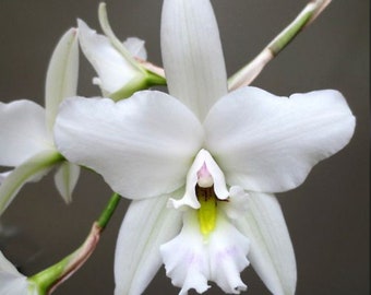 Laelia anceps ‘SanBar Marble King’ FCC/AOS X Self Orchid Species White Pink 6” pot