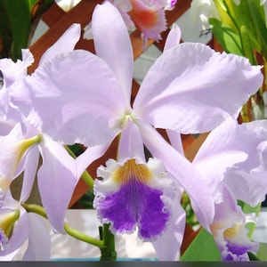 Cattleya Floralias Azul X C warneri coerulea Blue White Orchid Hybrid 1.5 POT image 1