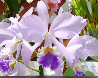 Cattleya Floralia’s Azul X C warneri coerulea Blue White Orchid Hybrid 1.5” POT