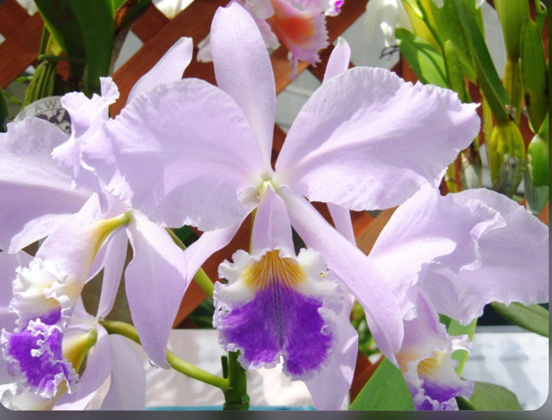 Cattleya Floralias Azul X C warneri coerulea Blue White Orchid Hybrid 1.5 POT image 1