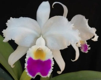 Cattleya lueddemanniana S/A ‘Kathleen’ X trianae s/a ‘Izzy’ Orchid Hybrid 2” Pot